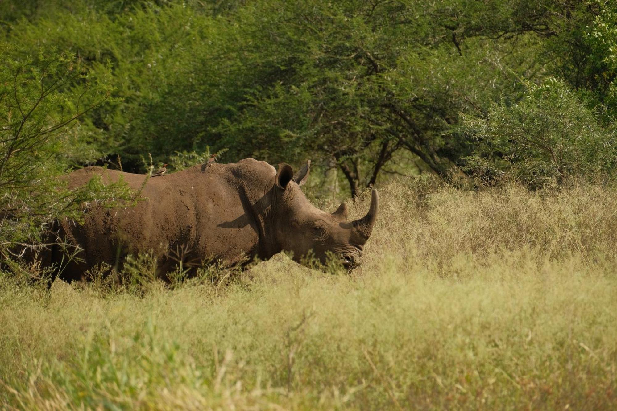 Africamps At White Elephant Safaris Pongola Luaran gambar