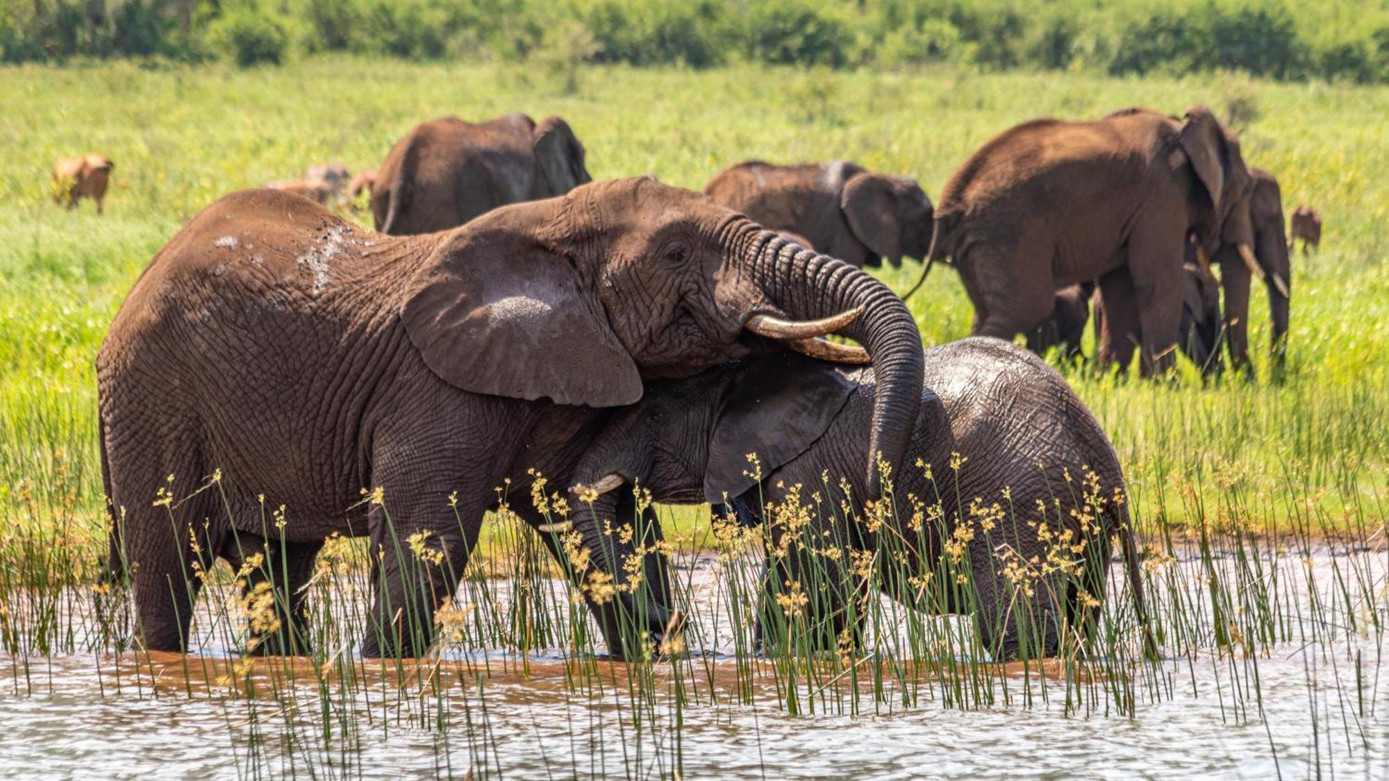 Africamps At White Elephant Safaris Pongola Luaran gambar